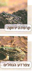 (בספר ארבע תמונות, היעזר במנחה)